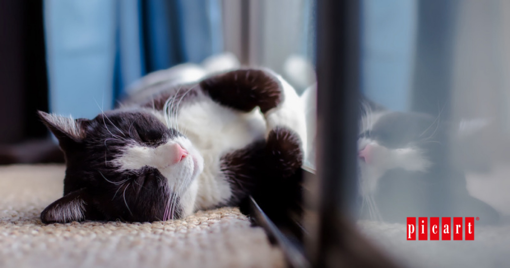 Guia para cuidar a tu gato en celo