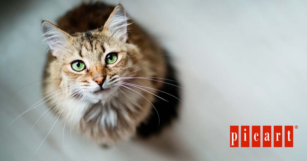 Enfermedades oculares gatos