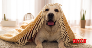 Como saber si mi perro tiene frío