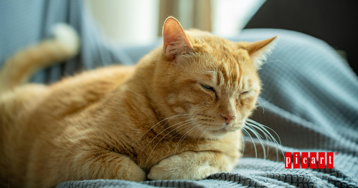 gato esterilizado sobrepeso
