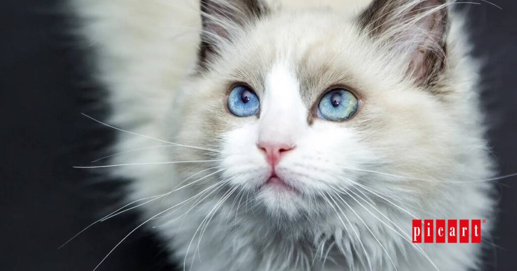 Cómo saber si tu gata está embarazada