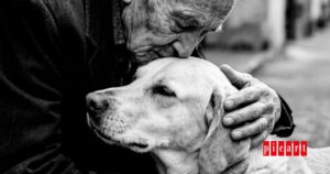 Cuidar a los perros mayores.