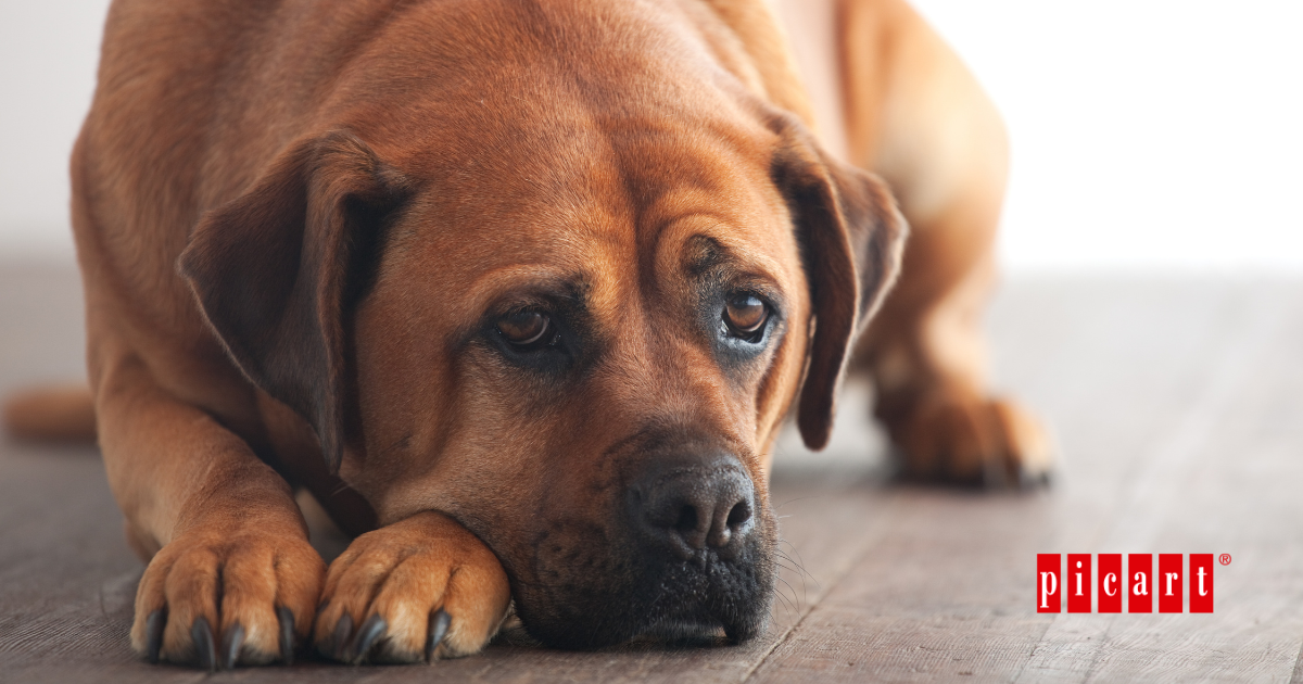 Alergias alimentarias en perros