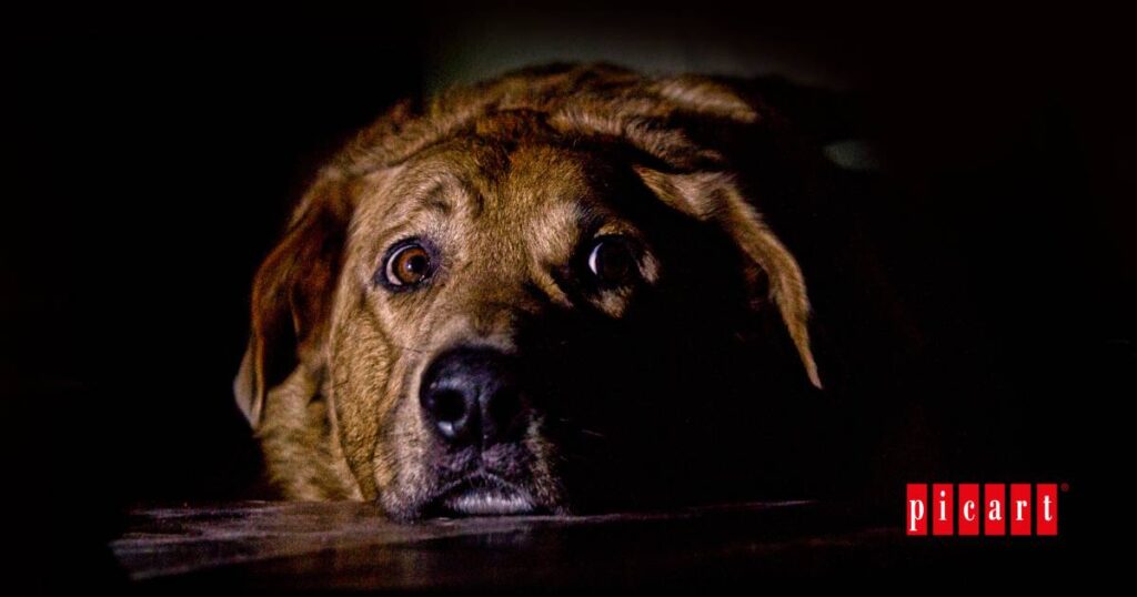 miedo a los petardos