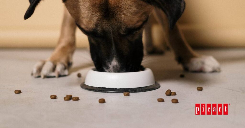 Informacion Alimentacion Perro Esterilizado