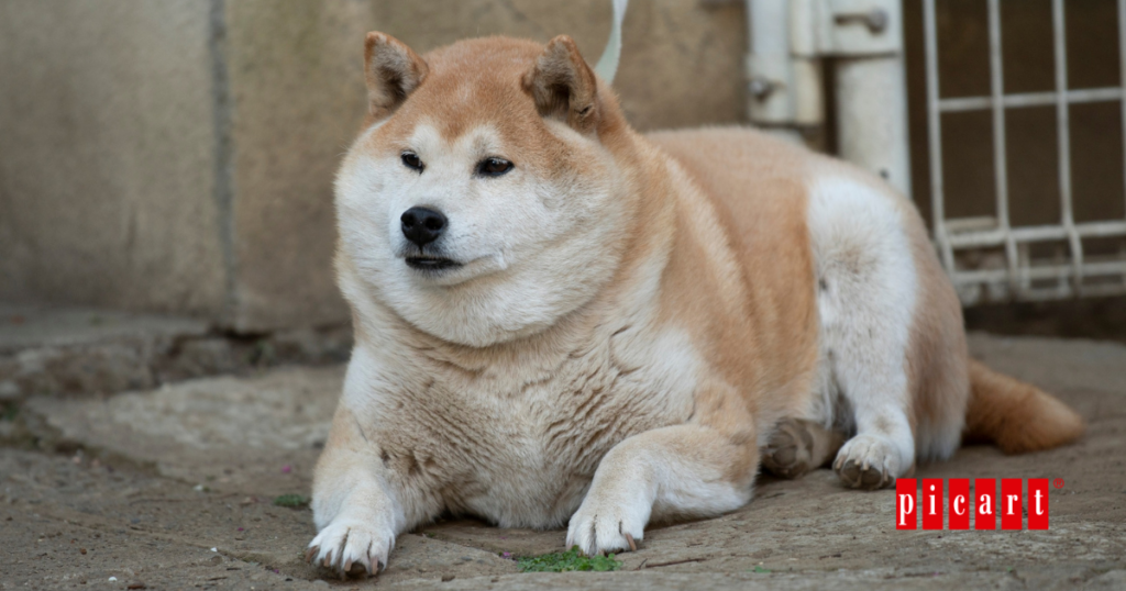Prevenir la obesidad en perros