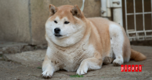 Prevenir la obesidad en perros