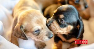 El desarrollo del cachorro hasta los dos meses