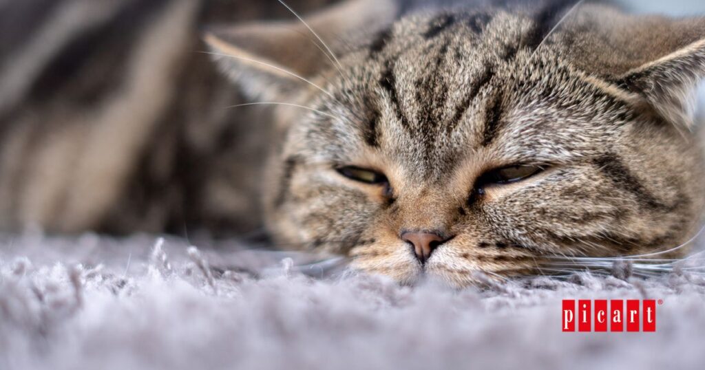 Enfermedades habituales en gatos