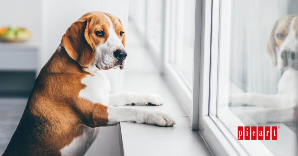 Que podemos aprender de nuestros perros. Lecciones caninas
