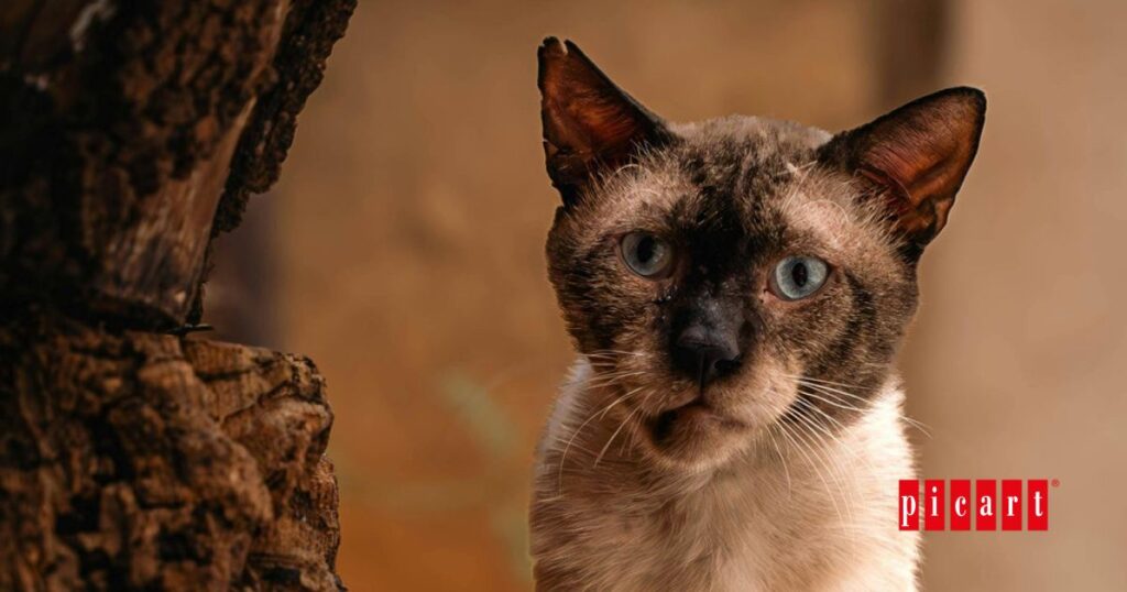 Cómo afrontar los retos del envejecimiento de los gatos