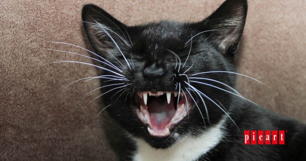 Por que tu gato maulla