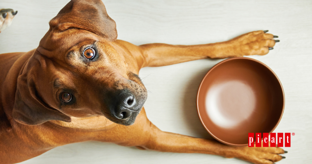 Cómo alimentar a tu perro según su raza
