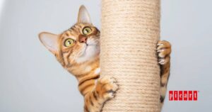 Alimentación y ejercicio para gatos esterilizados