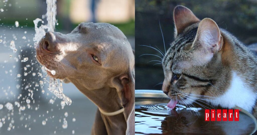 Guía hidratación perros y gatos en verano