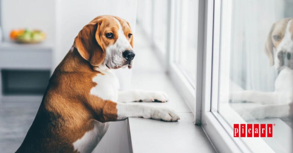 Qué hace un perro cuando está solo en casa