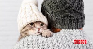 Cómo cuidar a tu gato en invierno