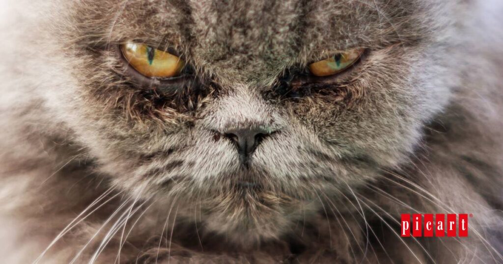 Razas de gato y caracter