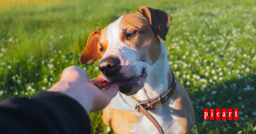 hábitos alimentarios perros