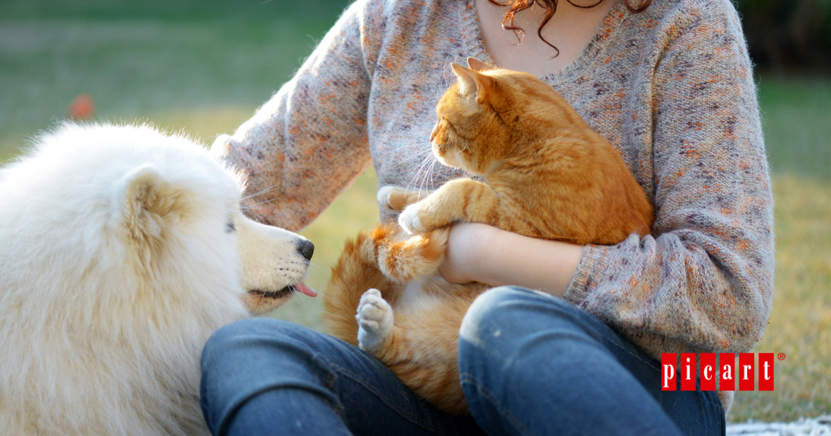 cómo saber si mi perro o mi gato se siente querido