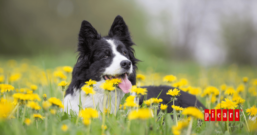 Cómo proteger a tu perro en primavera