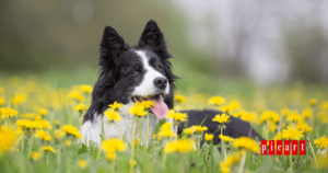 Cómo proteger a tu perro en primavera
