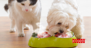 Cocinar al vapor - Picart