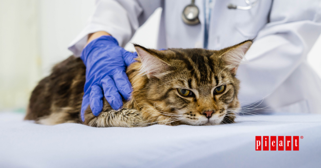 Señales de dolor en gatos