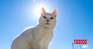 Cómo afecta el sol a los gatos