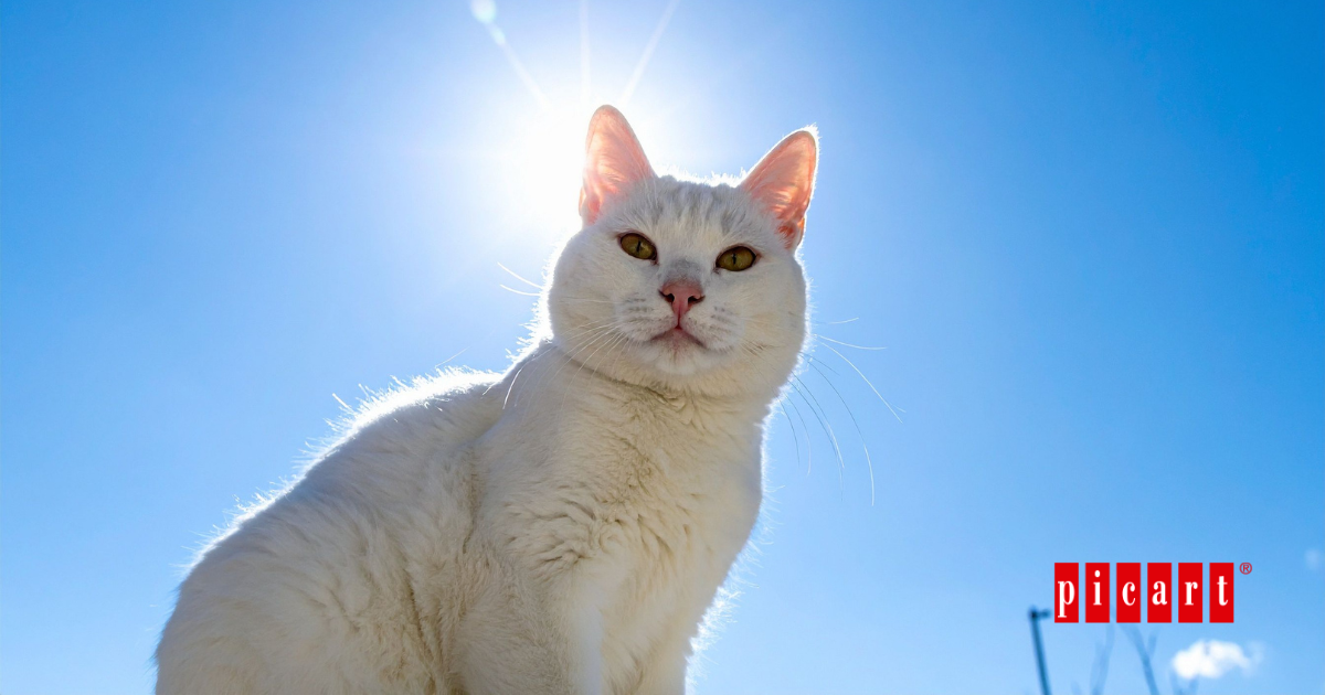 Cómo afecta el sol a los gatos