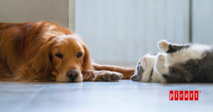 Golpe de calor en perros y gatos