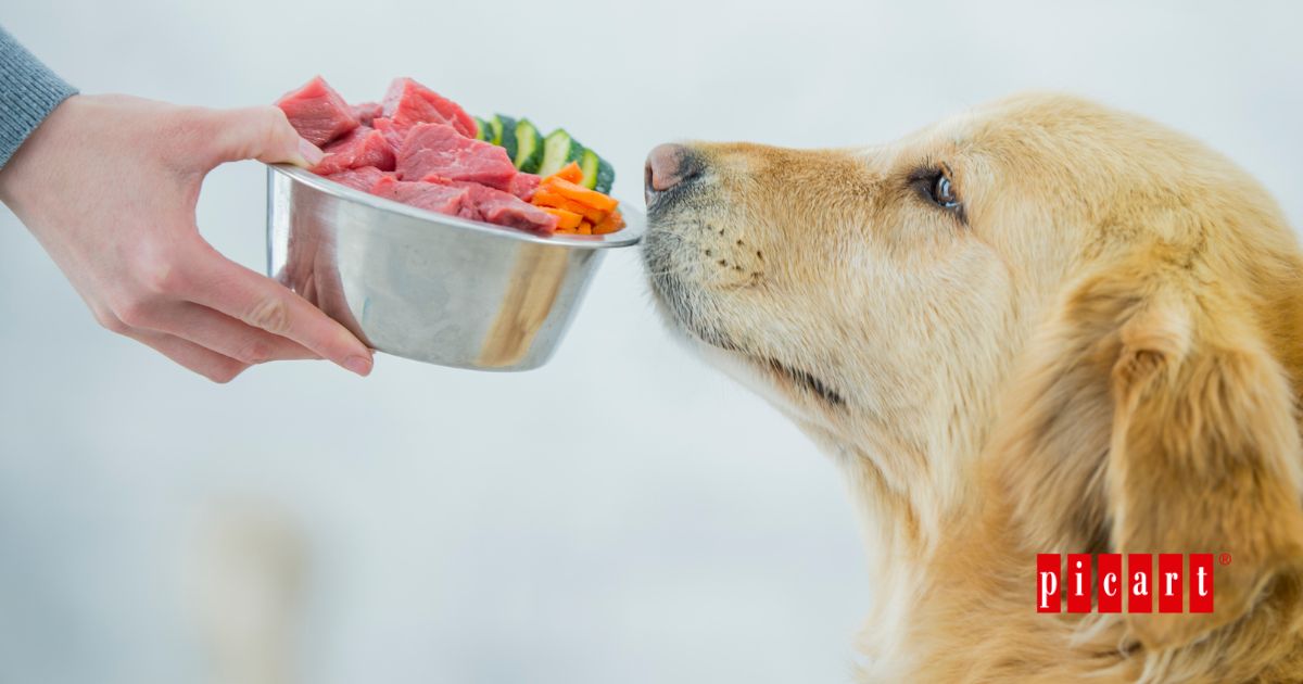 Proteína animal para perros