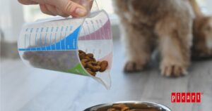 Cómo racionar la comida a tu perro