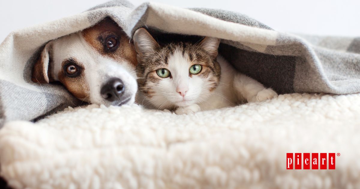 Curiosidades sobre perros y gatos