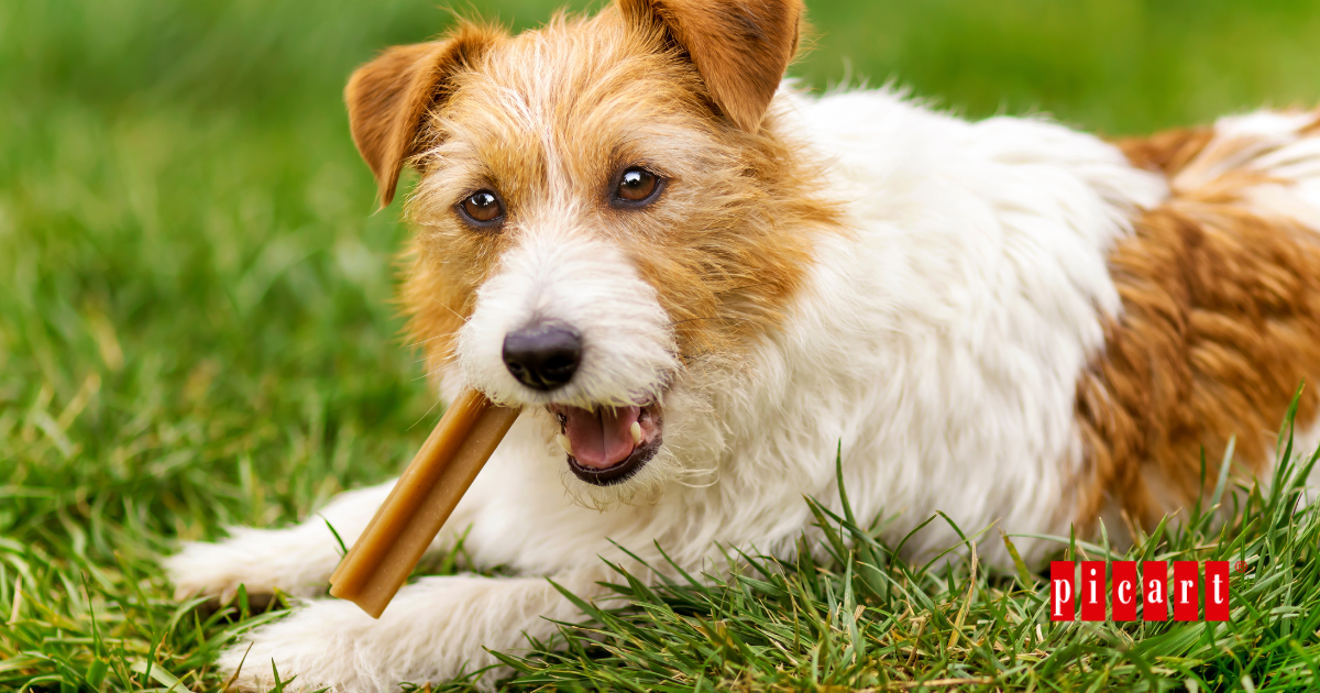snacks dentales para perros